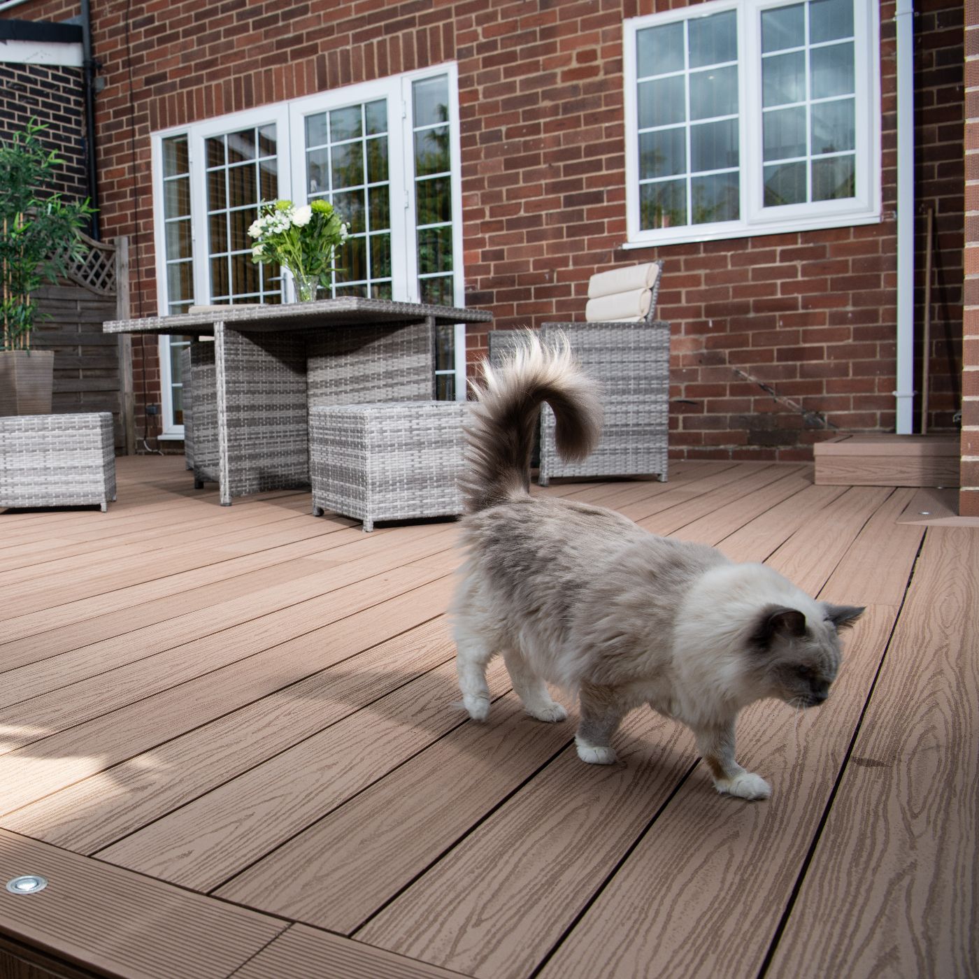 Cat walking across Alchemy decking